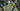 #color_lime-punch
